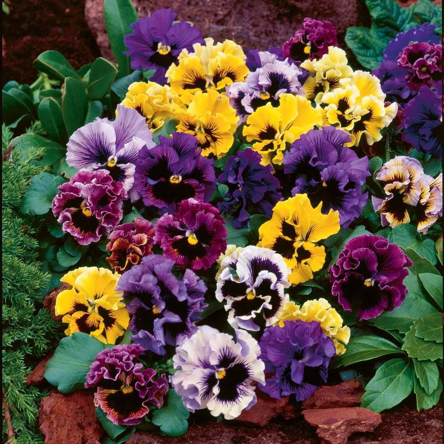 Pansy Frizzle Sizzle Mix