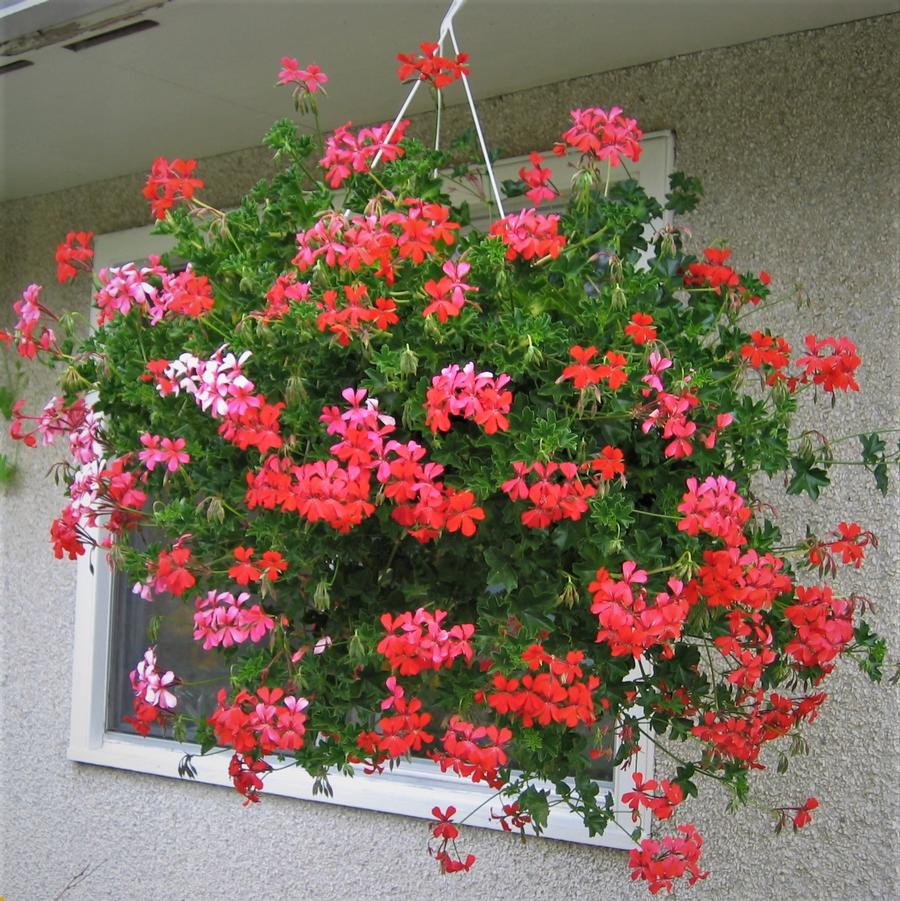 Hanging Basket: Geranium 