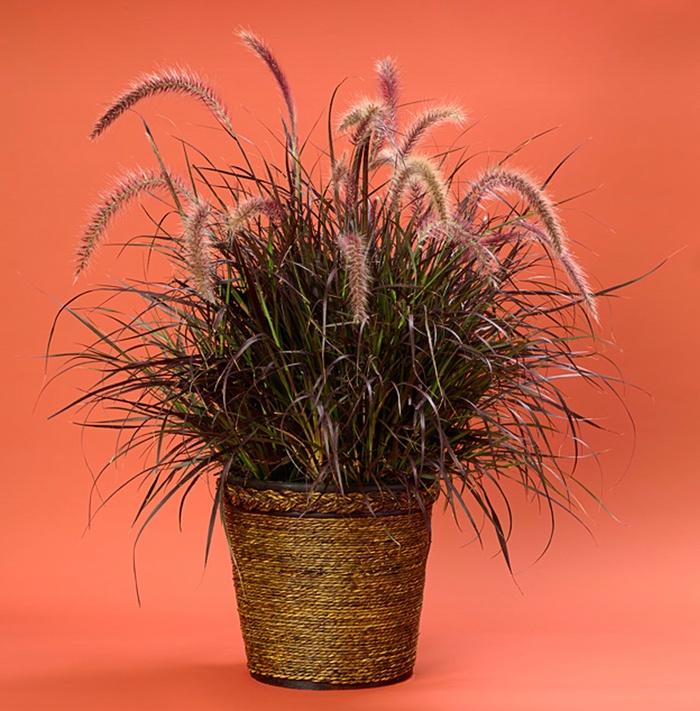 Pennisetum setaceum Graceful Grasses® Rubrum
