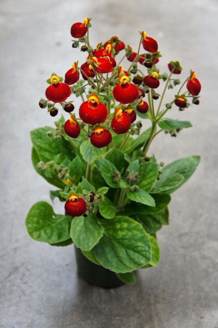 Calceolaria Calynopsis™ Red