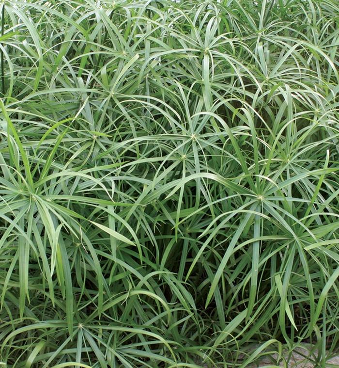 Cyperus involucratus Graceful Grasses® Baby Tut®