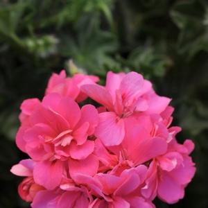 Geranium - Ivy Focus Hot Pink
