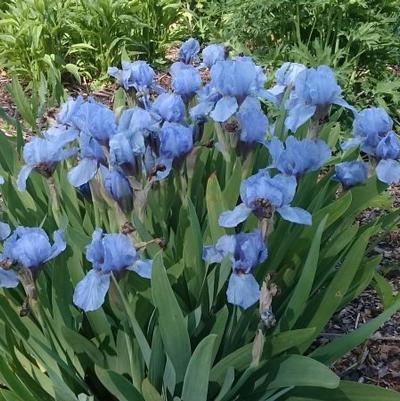 Iris pumila Blue Denim