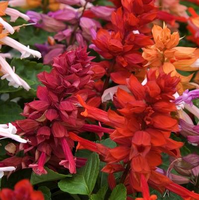 Salvia Sizzler Red