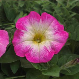 Petunia Rose Morn
