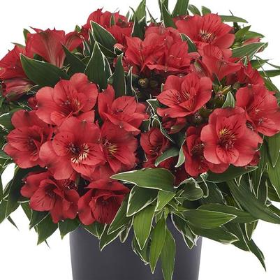 Alstroemeria Katiana