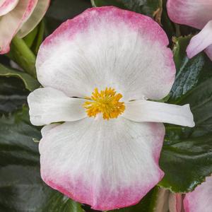 Begonia Rose Bicolor