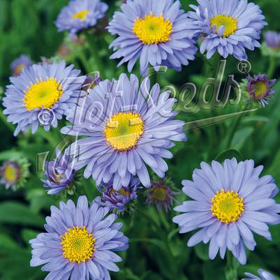 Aster (per) alpinus