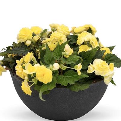 Begonia Lemon