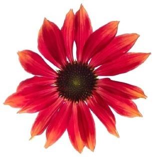 Echinacea Orange Sunset