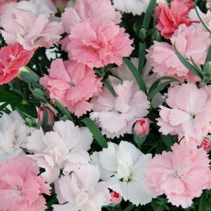 Dianthus (per) Pink to White