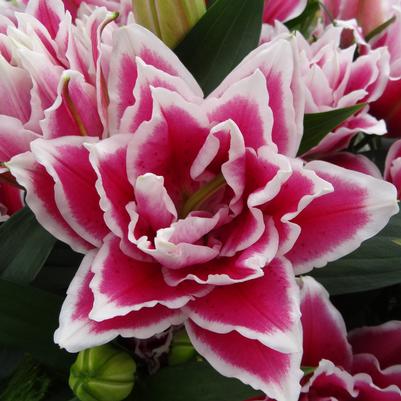 Lilium orientale Roselily Samantha