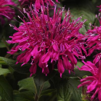 Monarda didyma Purple