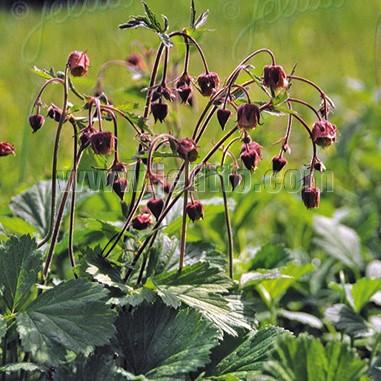 Geum rivale