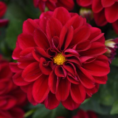 Dahlia Patty