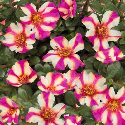 Portulaca Purple Touch