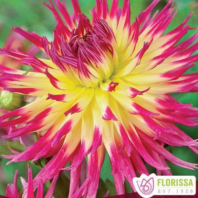 Dahlia Lindsay Michelle