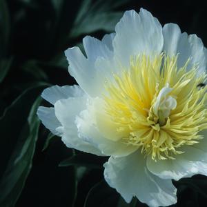 Paeonia Honey Gold