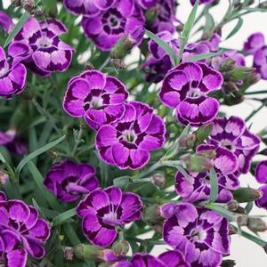 Dianthus (per) Violet Blue