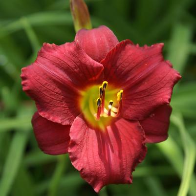Hemerocallis Ruby Stella