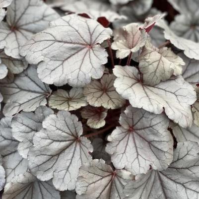 Heuchera Silverberry