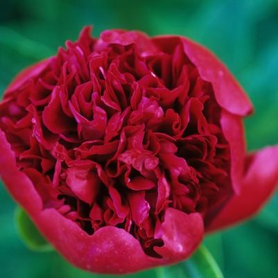 Paeonia Red Charm