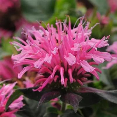 Monarda didyma Pink