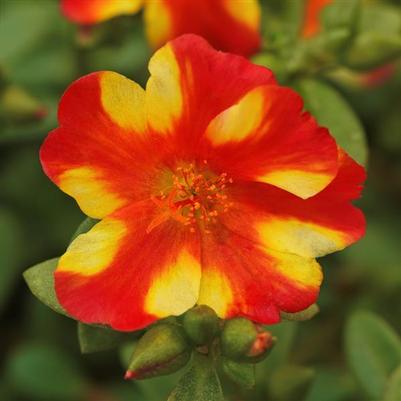 Portulaca Citrus Crush Purslane