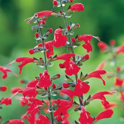 Salvia Red