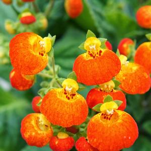 Calceolaria Orange