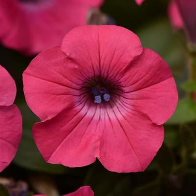 Petunia Hot Pink