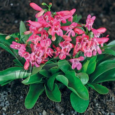 Penstemon barbatus Rosy Red Shades