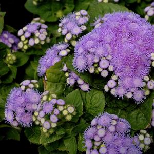Ageratum Aloha Blue