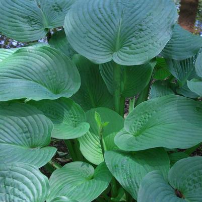 Hosta Jurassic Park