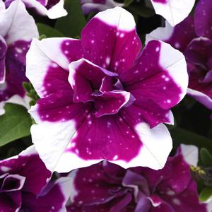 Petunia Magenta Sky