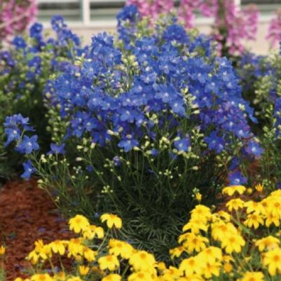 Delphinium grandiflorum Blue Mirror