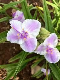 Tradescantia (per) Bilberry Ice