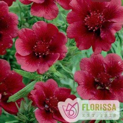 Potentilla (per) thurberi Monarch's Velvet