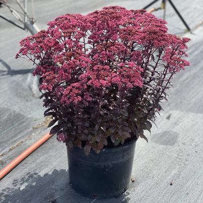 Sedum Cherry Fizz