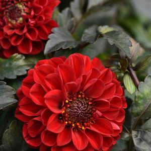 Dahlia Red