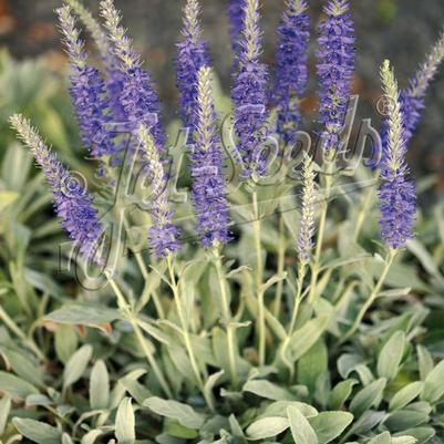 Veronica incana Silbersee