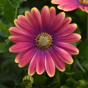 Osteospermum Pink Sun