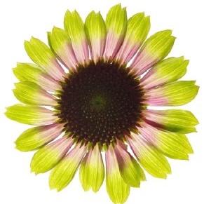 Echinacea Vintage Lime