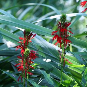 Lobelia (per) Cardinalis
